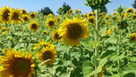 toma de mano dentro de un floreciente campo de girasoles en un día soleado