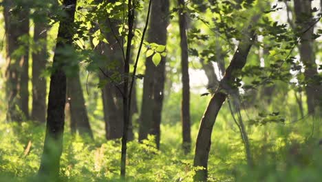 slow motion shot of bugs and rain coming through sunlit trees