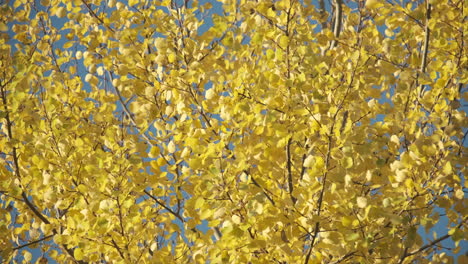 shimmering bright yellow silver birch tree leaves in a brisk autumn wind set against a bright blue sky, warwickshire, england