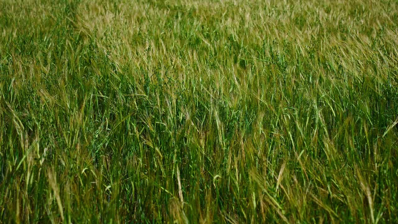 Campo di grano verde che ondeggia dolcemente al vento