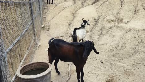 goats in a pen