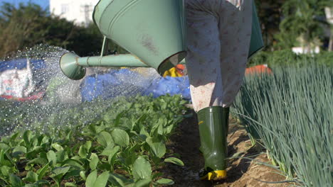 el agricultor riega la huerta orgánica con latas de agua - gotitas de agua en cámara lenta en las hojas