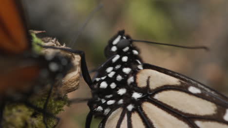 the head of a monarch butterfly