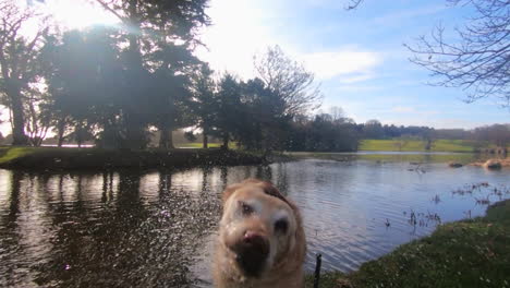 Niedlicher,-Goldener-Labrador,-Der-Mit-Einem-Stock-Aus-Dem-See-Steigt-Und-Sich-In-Zeitlupe-Mit-120-Bildern-Pro-Sekunde-In-Yorkshire,-England,-Trocken-Schüttelt