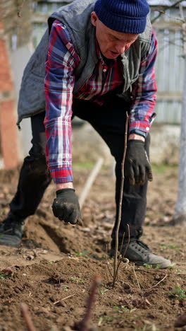 caucasian gardener in checkered shirt plants the tree. man smoothes out the ground near the tree. vertical video.