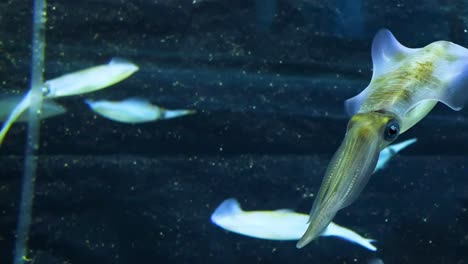 calamar nadando verticalmente en un tanque de agua clara