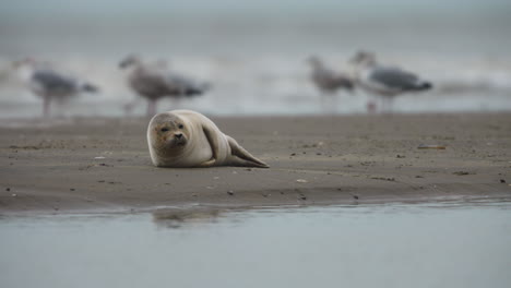 cerca de una foca del puerto que se encuentra en una playa de arena con un montón de gaviotas fuera de foco de pie en el fondo cerca de la onda de ruptura