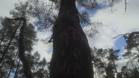 árbol alto oscureciendo el sol con bajo ángulo de vista hacia arriba