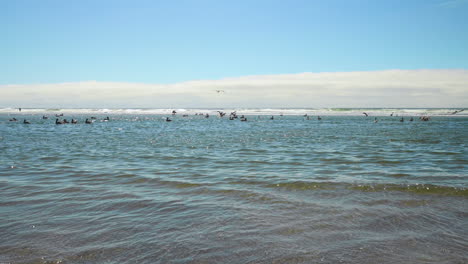 Toma-Amplia-Extrema-De-Pelícanos-Marrones-Alimentándose-En-Aguas-Poco-Profundas-Frente-A-La-Costa-De-Oregon