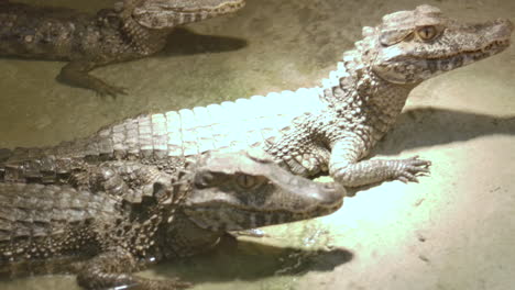 caiman crocodilians in captivity group under basking lamp