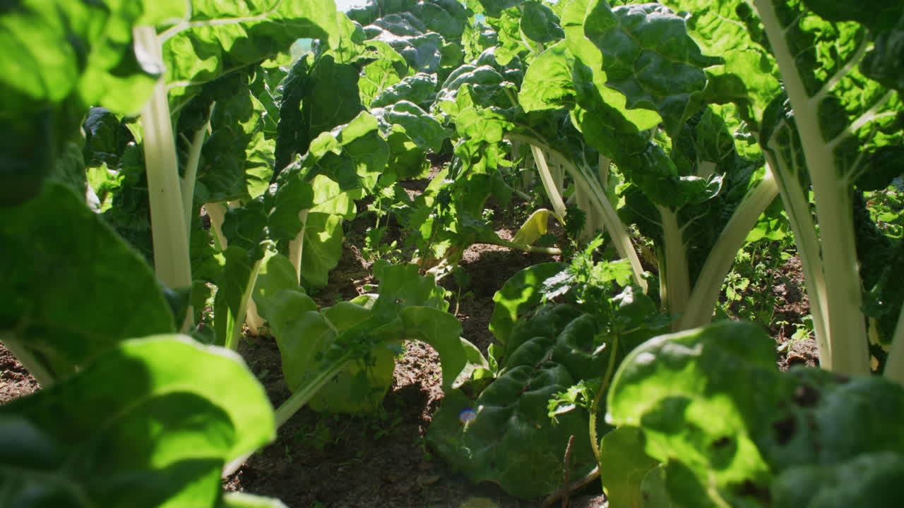 aquí es donde vienen tus verduras.