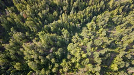 Blick-Aus-Der-Luft-Nach-Unten-Auf-Einen-Dichten-Wald-In-Der-Landschaft-Von-British-Columbia,-Der-Von-Sanfter-Morgensonne-Beleuchtet-Wird