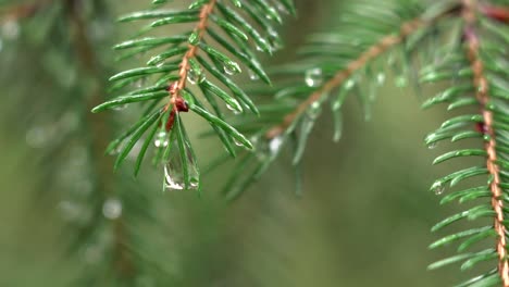 Water droplets on a branch of spruce needles blowing in the wind