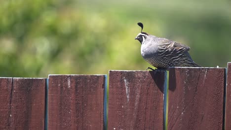 Un-Pájaro-De-Codorniz-Californiano-En-Un-Poste-De-Cerca-En-Nueva-Zelanda-En-Cámara-Lenta