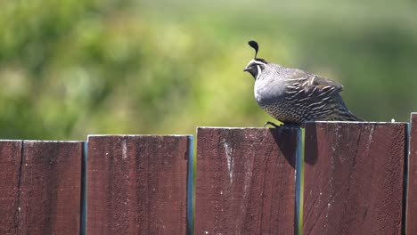 un pájaro de codorniz californiano en un poste de cerca en nueva zelanda en cámara lenta
