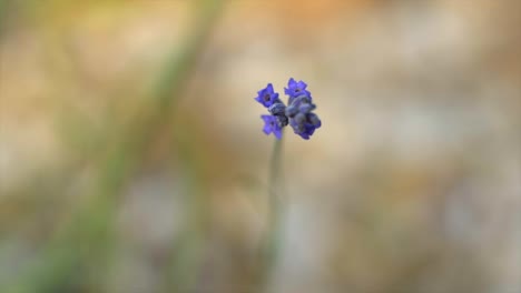 beautiful bee on lavender collecting pollen in spring in afternoon