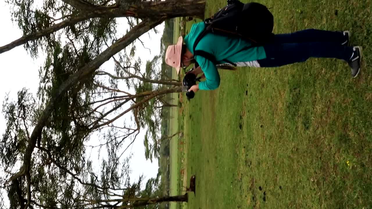 사파리 야생 동물의 수직 비디오