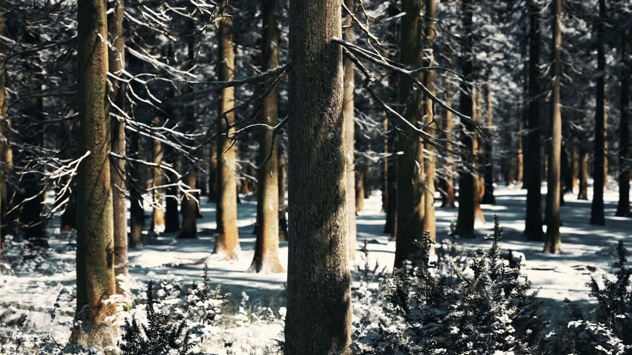 눈으로  ⁇ 인 겨울 소나무 숲에서 일몰 또는 일출