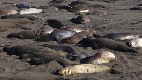 Los-Elefantes-Marinos-Se-Agrupan-Para-Descansar-Y-Dormir-En-La-Arena-De-La-Playa-En-San-Simeón,-Big-Sur,-California--Estático