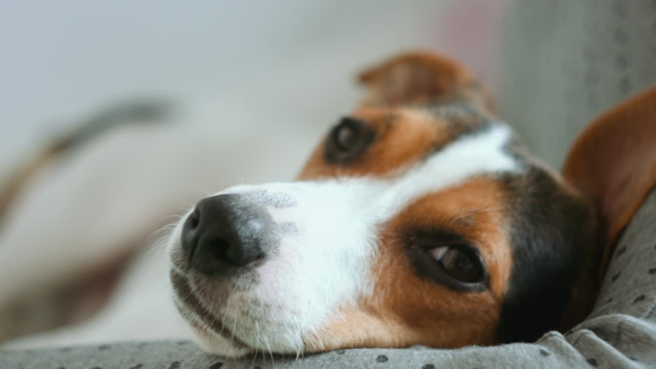 개가 멀리 바라보고 있다