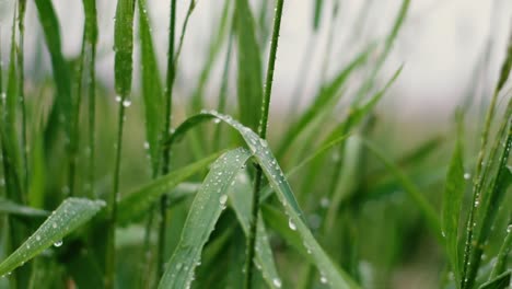 rainy weather in the afternoon, rain on the grass, wild grass in the rain, wild nature, rain pouring on the gras in the evening