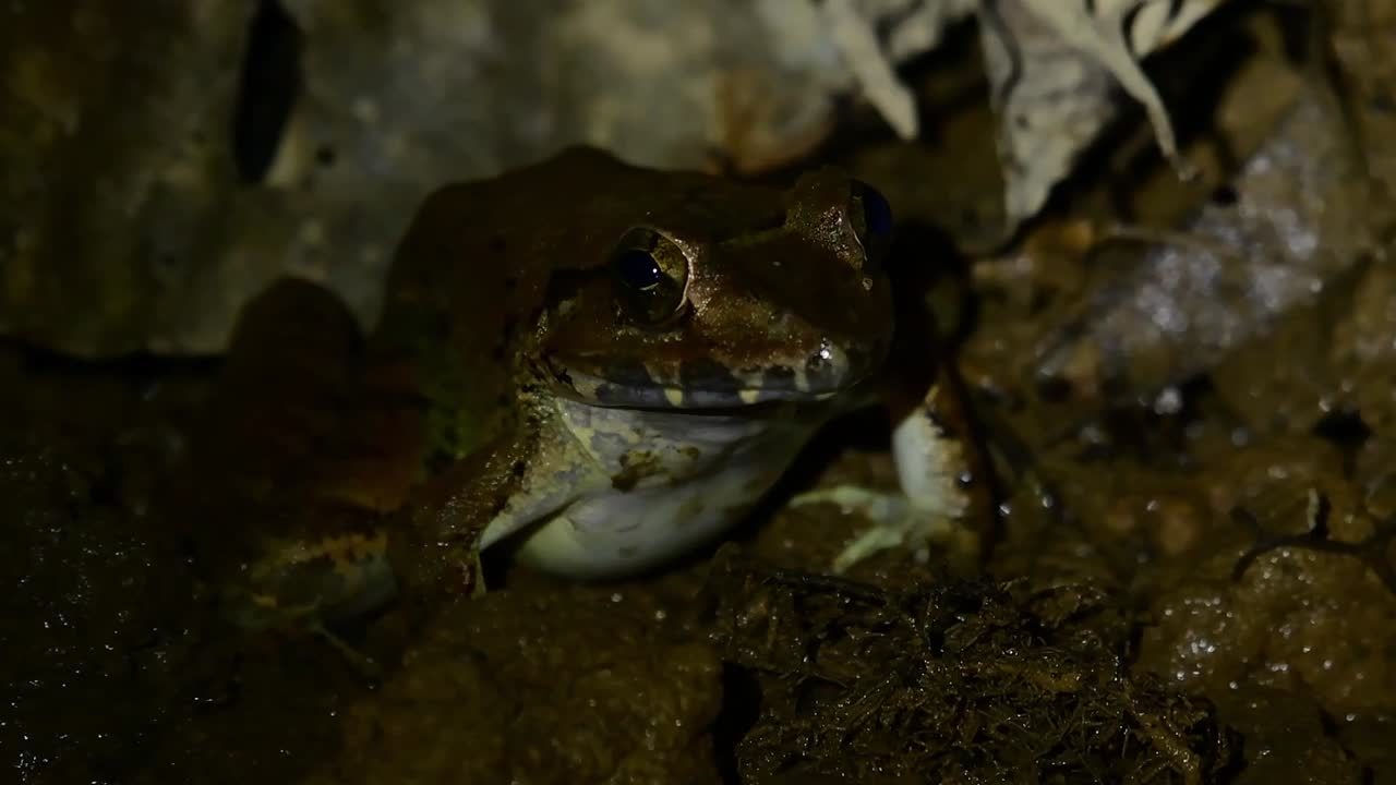 Seen on a muddy bank of the stream in the middle of the night as light turns on and off, Blyth's river frog Limnonectes blythii, Thailand