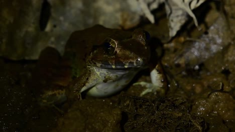 Visto-En-Una-Orilla-Fangosa-Del-Arroyo-En-Medio-De-La-Noche-Mientras-La-Luz-Se-Enciende-Y-Apaga,-La-Rana-Del-Río-Blyth-Limnonectes-Blythii,-Tailandia