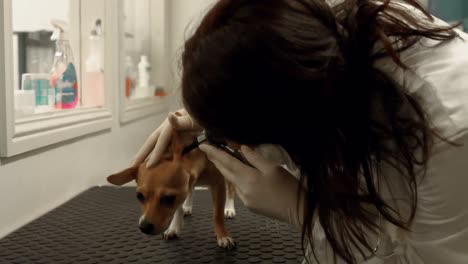 vet examining dog in her office