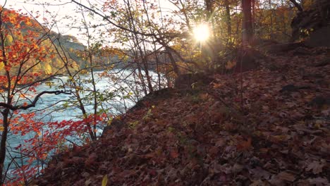 Imágenes-Deslizantes-A-Través-Del-Bosque-En-Colores-Otoñales-Junto-A-La-Reserva-Natural-De-Niagara-Glen-Y-El-Río