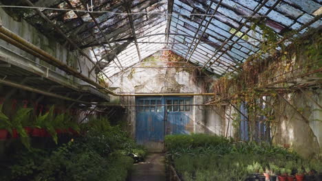 abandoned greenhouse with lush plants