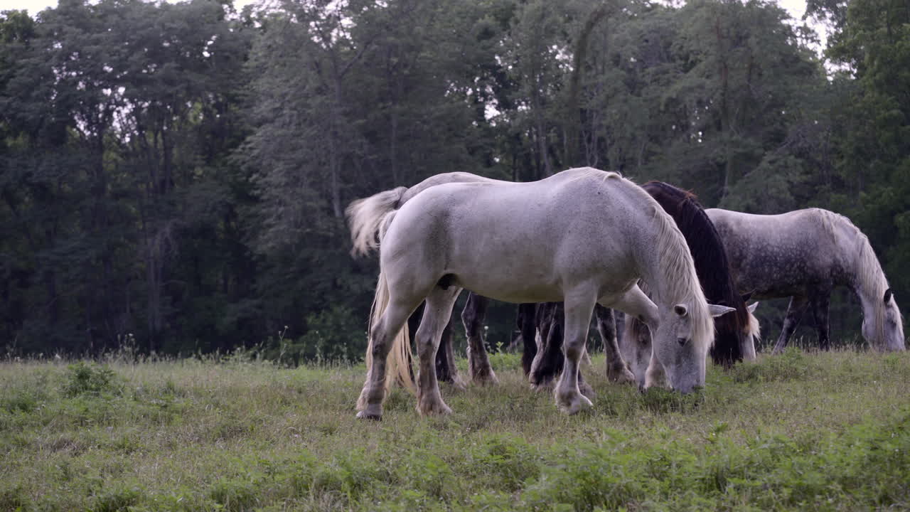 A group of horses eating grass.