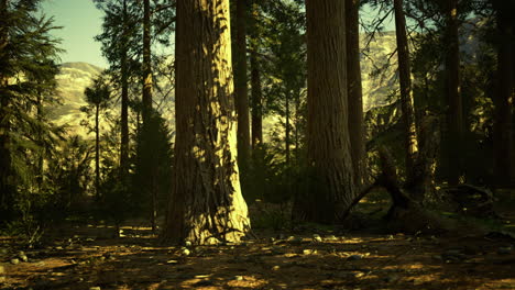 majestic sunlight filtering through towering trees in a serene forest landscape