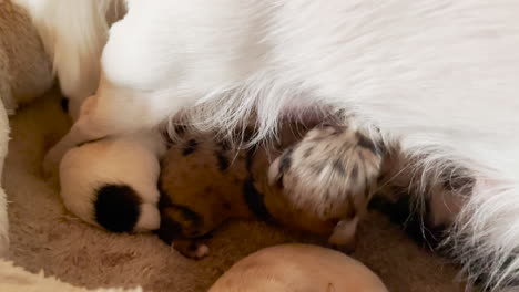 Litter-of-puppies-in-dog-bed-nurse-on-mom-standing-over-them