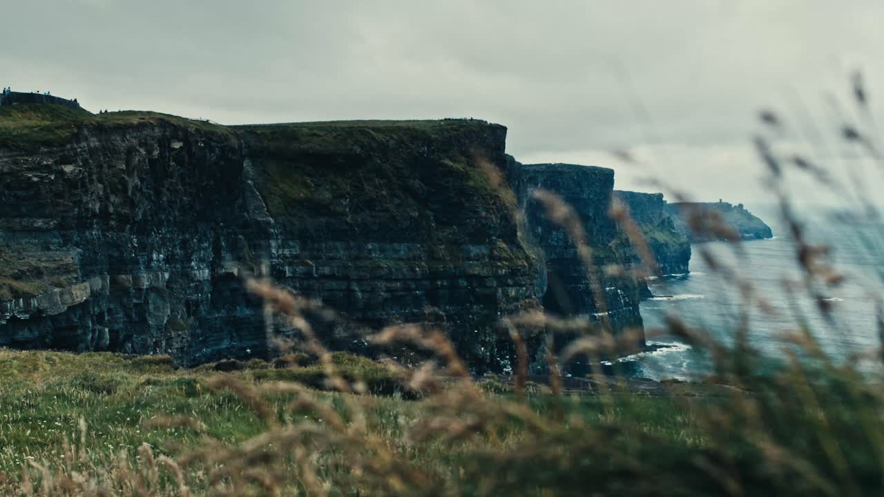 Wind sweeps coastal plants as waves crash on the distant cliffs of Moher under a vivid green foreground - Ireland