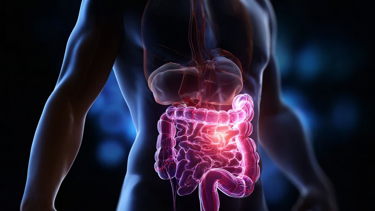 Detailed Visualization of Human Digestive System, Highlighting Intestines and Organs for Educational &amp; Medical Purposes, Emphasizing Gut Health and Anatomy Through Stunning Digital Rendering Techniques