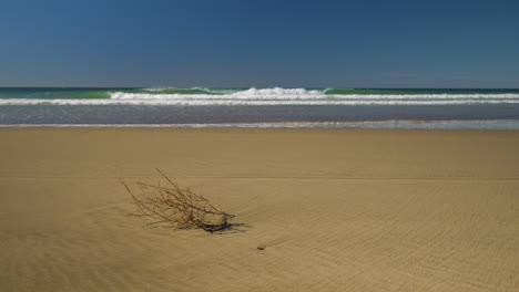 single dead bush lying on secluded beach, waves crashing onto shoreline on sunny day