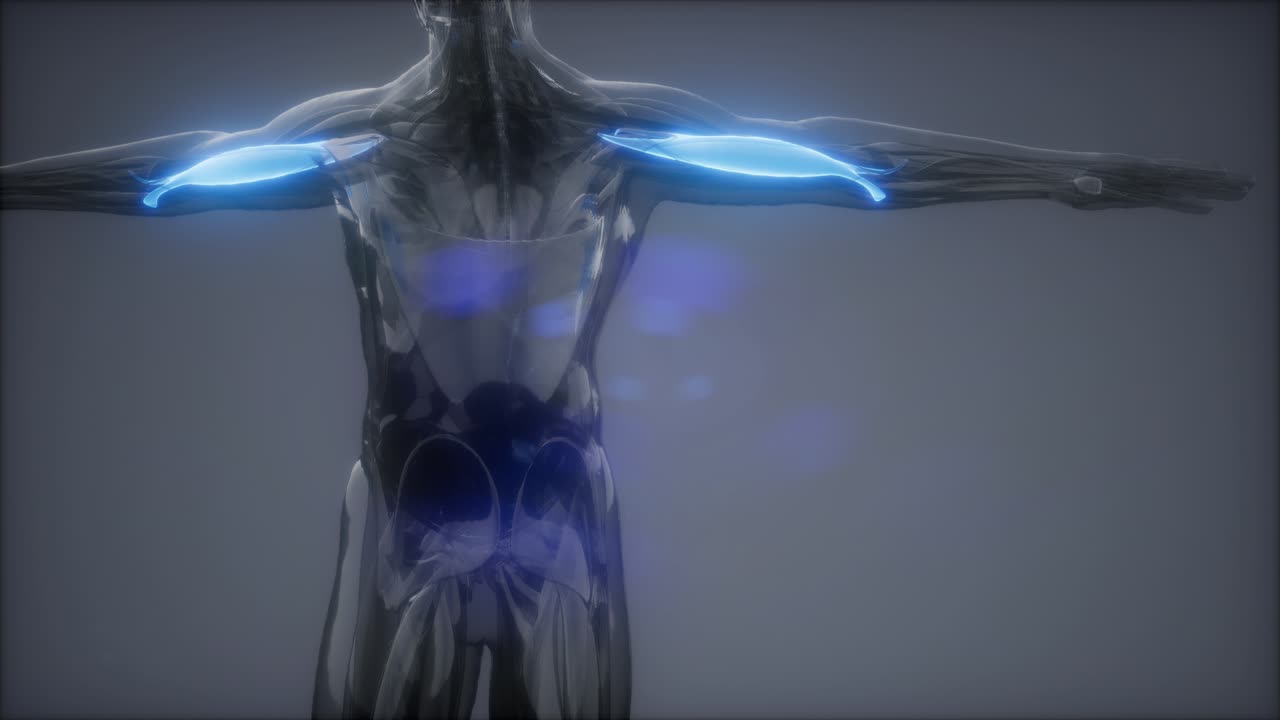 bíceps - mapa de la anatomía muscular visible