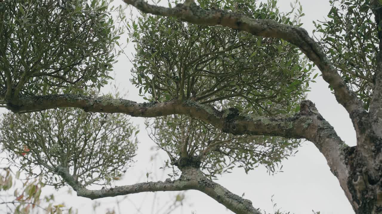 Vista verso l'alto di rami d'albero con foglie verdi e corteccia strutturata.