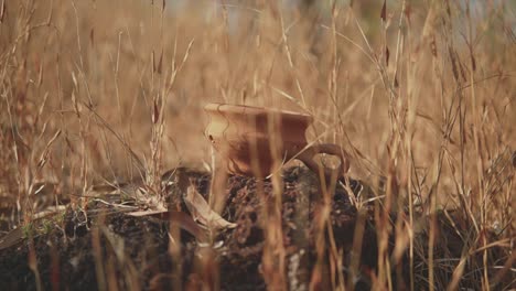 closeup-of-old-ceramic-clay-jug-in-the-middle-of-grass-in-sunny-day