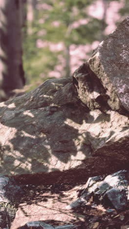 close-up of a large rock in a forest