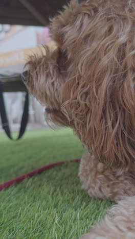 adorable cavapoo dog outdoors relaxing in vertical