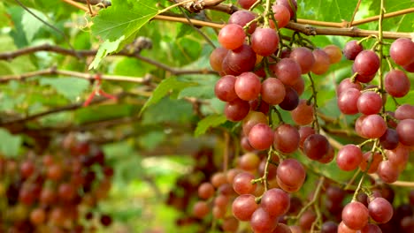 purple red grapes with green leaves on the vine. fresh fruits