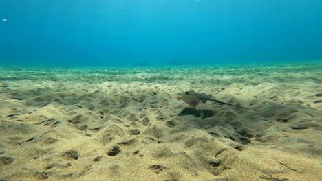 a stingray swims close to the sandy bottom