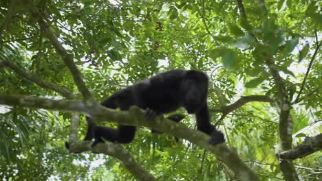 mono aullador en la selva tropical de belice comiendo