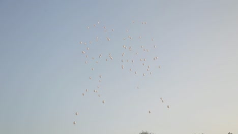 white balloons hovering over the summer forest