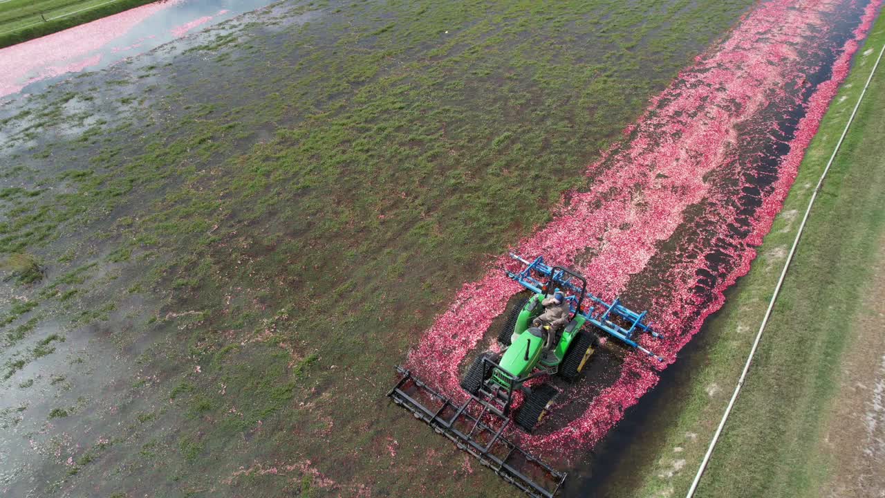 A harrow tractor slowly works its way through a cranberry bog gently knocking cranberries off their vine allowing their buoyancy to float them to the water's surface