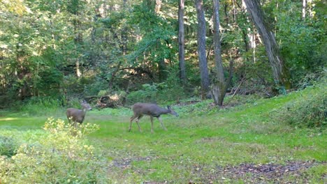 Venado-Cola-Blanca-Mordiendo-Los-Cuartos-Traseros-De-Un-Segundo-Hacer-En-La-Limpieza-En-El-Bosque-En-Una-Soleada-Tarde-De-Verano