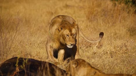 cerca de leones machos jóvenes cerca del cadáver de búfalo