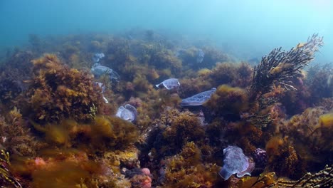 sepia gigante australiana sepia apama migración whyalla sur de australia 4k cámara lenta, apareamiento, puesta de huevos, lucha, agregación, bajo el agua