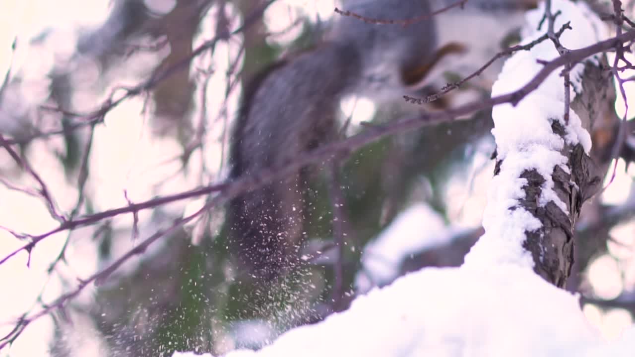 눈 속의 다람쥐